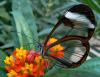 Butterfly Placeholder